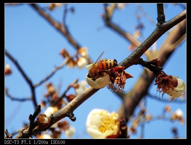 蜜蜂采蜜8.jpg