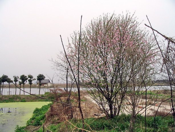 湿地公园大风车旁的几株桃花开了