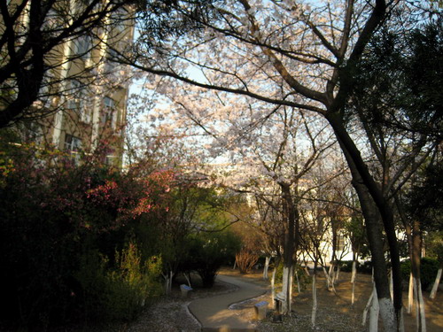 来到了河东外语学院那条樱花路。。