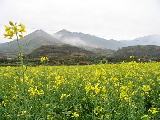 三清山+婺源 270.jpg