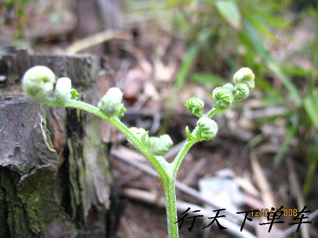 拍点路边的小花小草