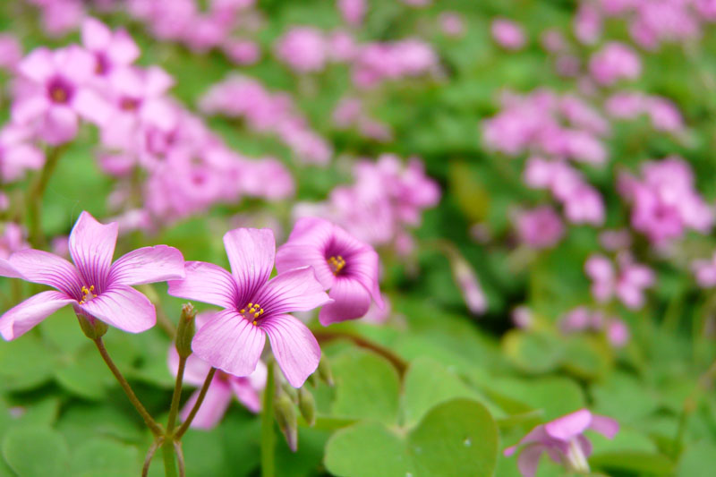 他在拍花……当然，这花也是我拍的·#￥%