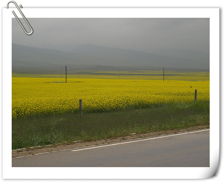左手边是金黄色油菜花，这些景色一直到黑马河70KM不变