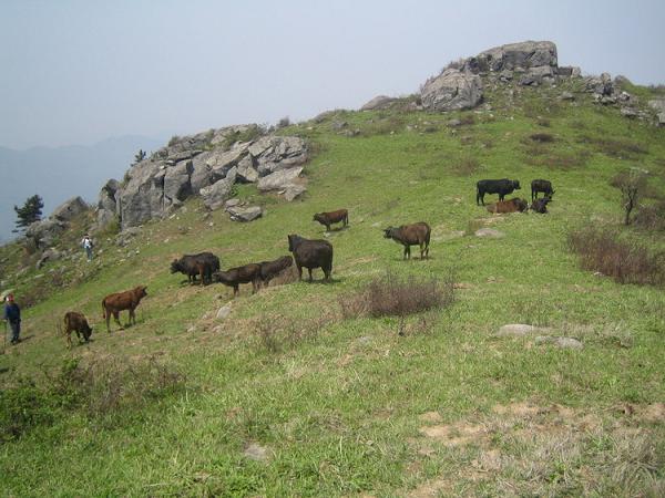 他们竟然在山顶那边放牛的。就是没见到放牛的跑哪里去了。