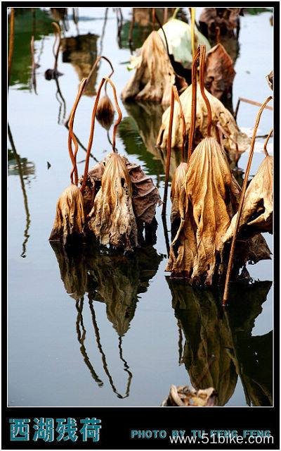 西湖残荷 (10).jpg