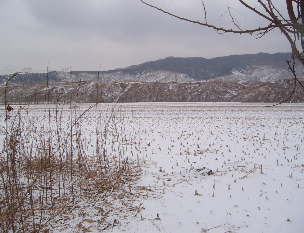 雪后的田地.jpg