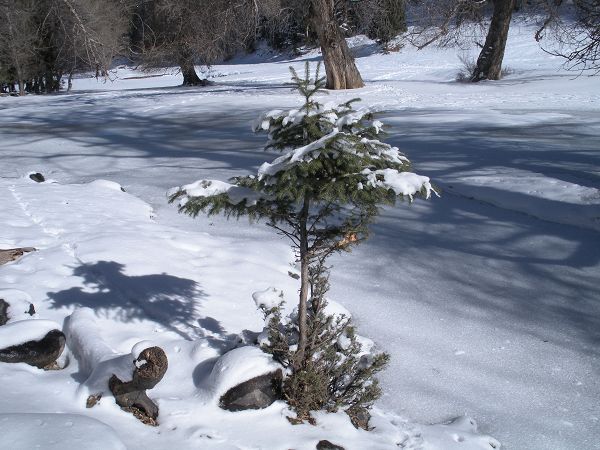 小雪松