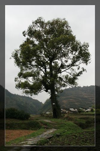 传说村口都有棵树的!