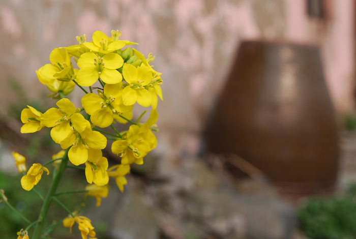 路边的油菜花