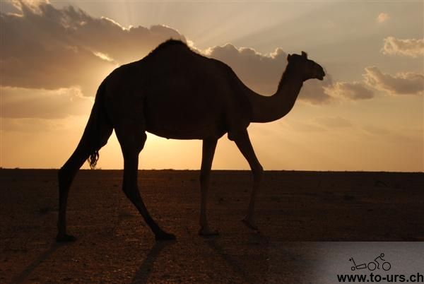 沙漠里也有很多骆驼