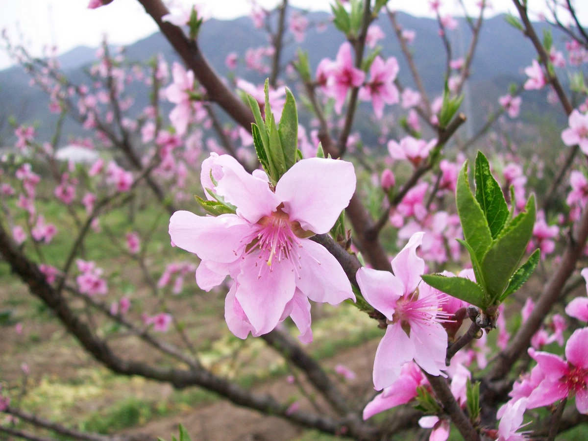 路边的桃花