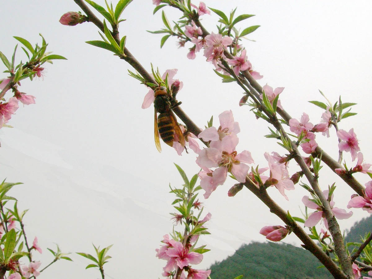 菜花的大黄峰