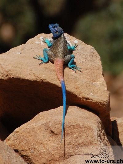 我们在也门的山区徒步了一个星期，蓝色的蜥蜴经常可以看到