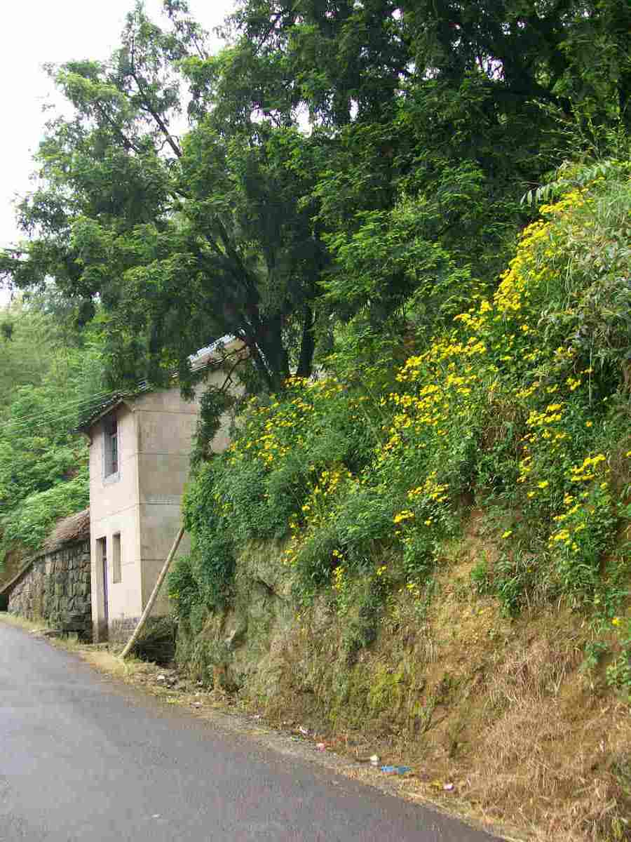 山边的黄色蒿菜花和左上角的香榧树