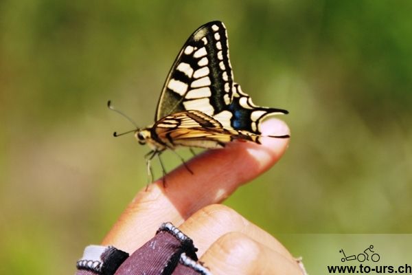 蝴蝶飞到我的手指上
