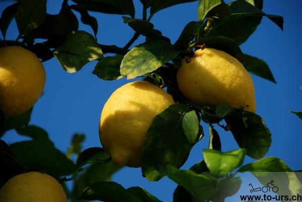 南部很多柠檬树，每天都可以随地捡柠檬榨汁