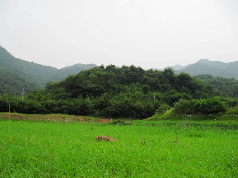 很美的 小草地