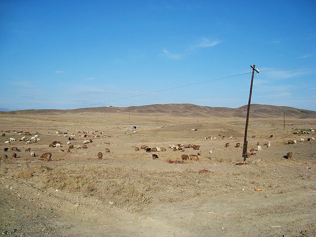 满山遍野的牛羊