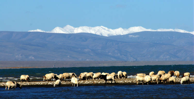 雪山和羊群.jpg