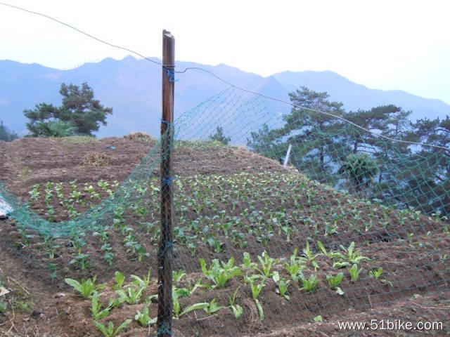 高山无污染蔬菜