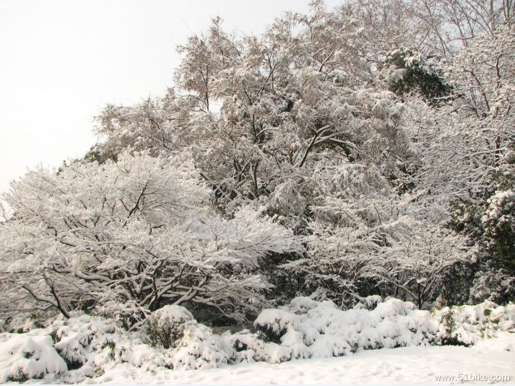 雪树.jpg